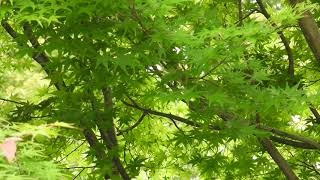 Wind in early Summer 初夏の風【4K/30fps】-2025/6/11-