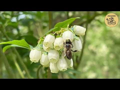 Frühtracht mit Heidelbeere | Imkerei Baden