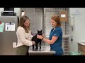 We are a full-service veterinarian clinic that provides exams, dental care, surgical services, grooming & boarding in Maple Grove, MN.