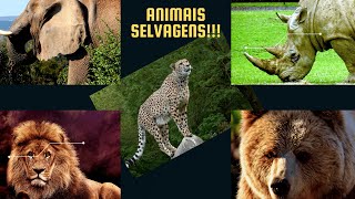 Animais Selvagens!!!