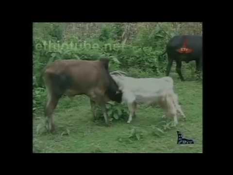 capra bastarda le prende da una mucca