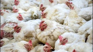 'Appetite for Destruction': How Feeding Livestock Strains the Planet