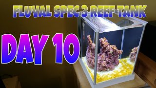 How to setup a Fluval SPEC 3 Reef tank, DAY 10