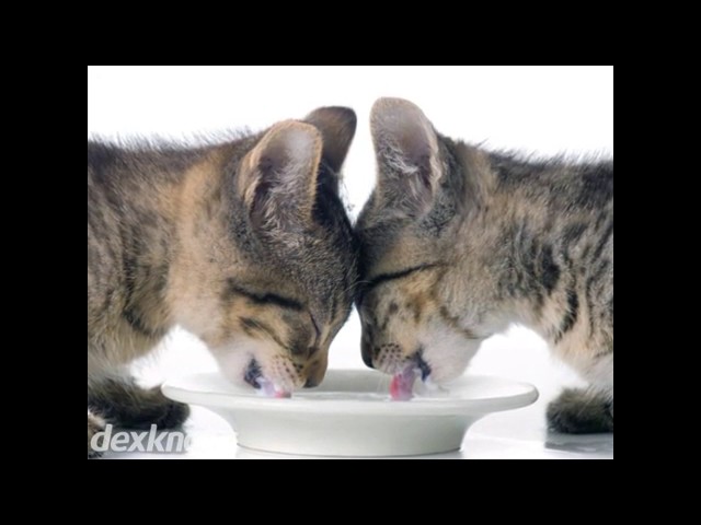 Mini Pet Mart - Grants Pass, OR