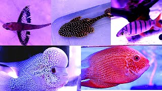 Exotic Fish Stock at Fish Point Sarojini Nagar in Delhi||Exotic Fish in Delhi||Cheap Rate ExoticFish