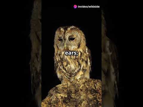 The Owl’s Silent Flight: A Masterclass in Hunting 🦉✨ #Owls #Stealth #Predators