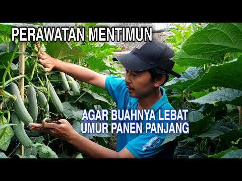 , title : 'Cara menanam mentimun agar buah lebat dan umurnya panjang'