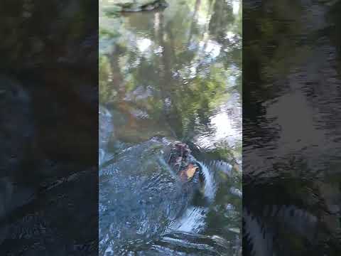 Desde el balneario sabacual,aquí en el municipio Benítez del Estado Sucre....
