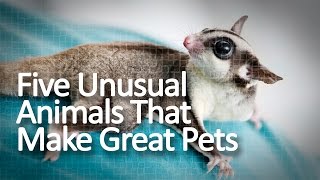 Five Unusual Animals That Make Great Pets