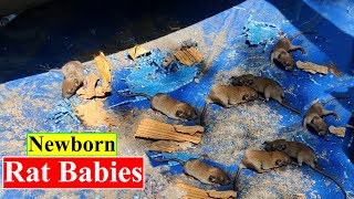 Rat Giving Birth to Her Babies | Newborn Rat Babies | Birds and Animals Planet