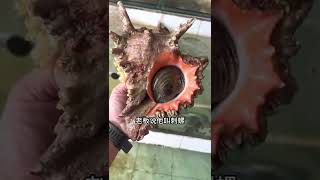 Re: [問卦] 有沒有潮汕生醃的八卦？