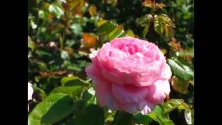 Mein Film &quot;VOLLMOND vorbei?&quot; - (Santana IV Forgiveness + Yambu)