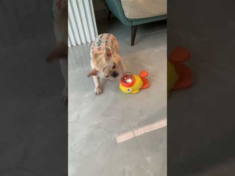 Why do I still be so fat when I exercise every day? French Bulldog Daily Record of Cute Pets Don't