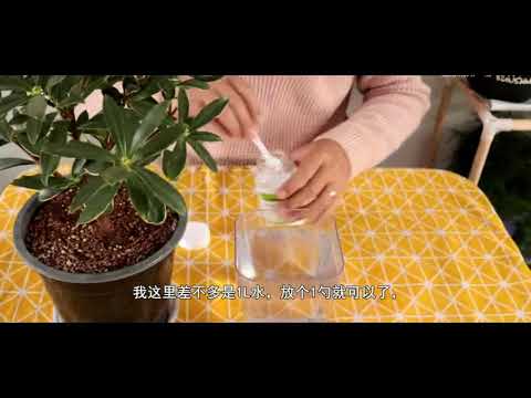 金邊瑞香照顧