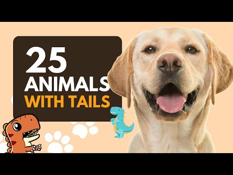 25 Animals with Tails for Kids to Learn - Educational Video