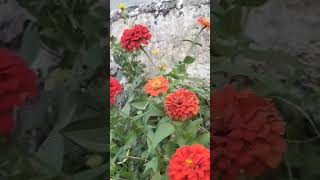 Download lagu nama bunga ini apa ya.?#shorts mp3