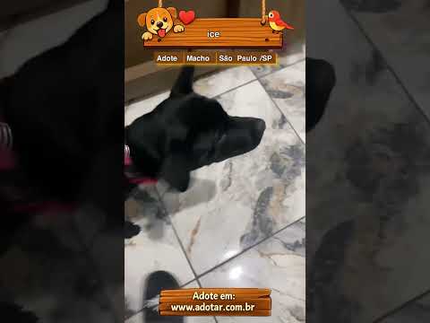 Vídeo de ice