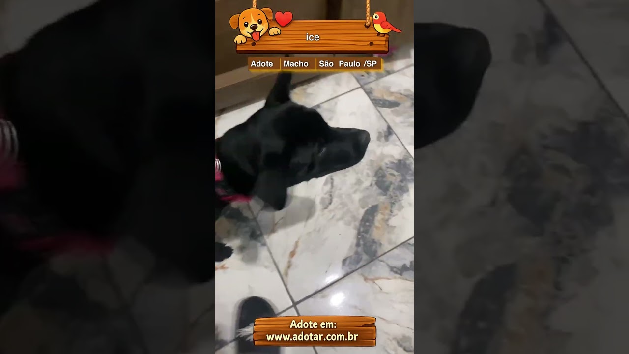 Cachorro raça SRD-ViraLata idade 2 a 6 meses nome ice