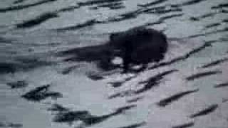 preview picture of video 'Beavers Swimming at Mirror Lake Canaan Valley West Virginia'