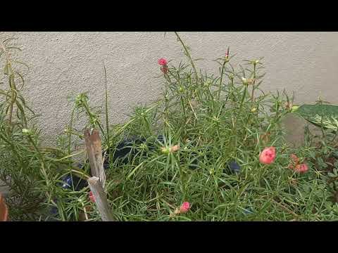 my garden flower blooming@time lapse video