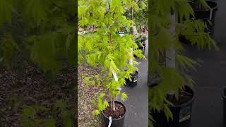 Arctic Jade Hybrid Maple - Amish Waterwheel Demo - Pond of Hope - Spring 2023
