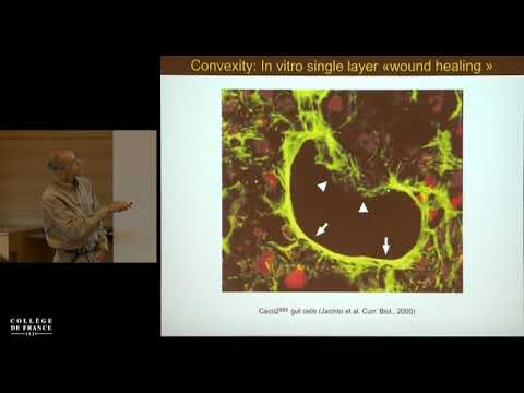 6e journée Bio et Math sur la Montagne (4) - Luis Almeida (2015-2016)