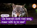 Zorgen bij provincie: 'Er komen te veel wolven en je mag niets'