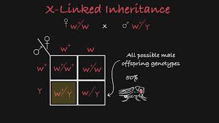 X Linked Inheritance Explained