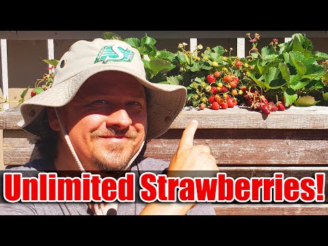 Strawberry Plant Revival Make More And More Strawberry Plants