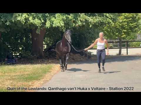 Quin of the Lowlands Z (QANTHAGO VAN'T HUKA x VOLTAIRE) - Video 2 video thumbnail
