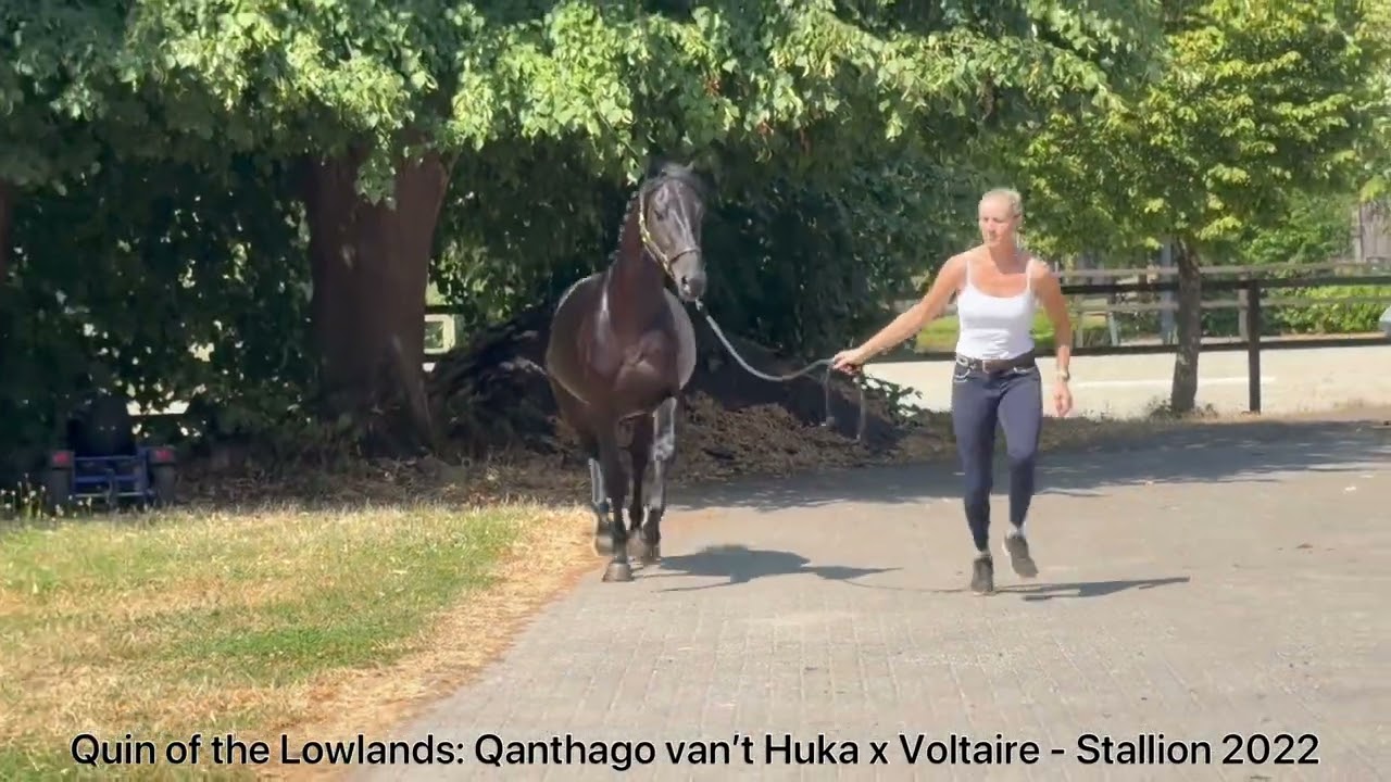 Quin of the Lowlands Z (QANTHAGO VAN'T HUKA x VOLTAIRE) video 1