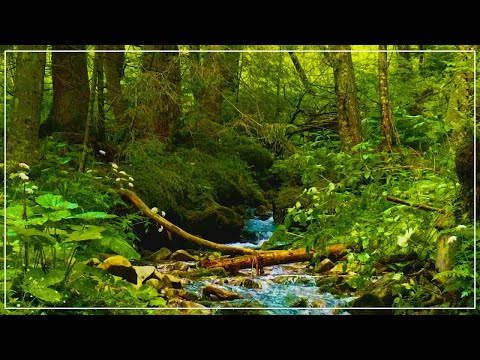Rumori di Ruscello con il Cinguettio Degli Uccelli - Suoni della Natura per Dormire