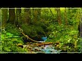 Rumori Di Ruscello Con Il Cinguettio Degli Uccelli Suoni Della Natura Per Dormire