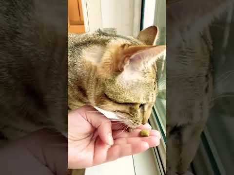 How I train my Savannah Cat to eat from my hand