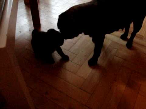 PUG versus 3 MOPS