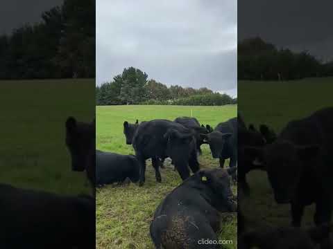 2° Remate Online - 20 Terneros Angus Negro e Híbrido Purranque 316Kg Prom