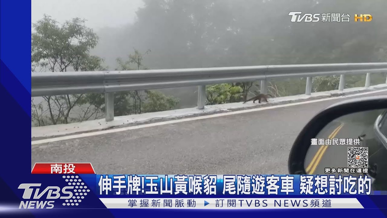 伸手牌!玉山黃喉貂 尾隨遊客車 疑想討吃的