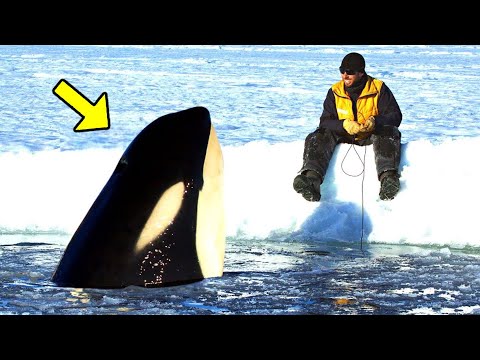 7 Orca-Begegnungen, die Deinen Tag verschönern!