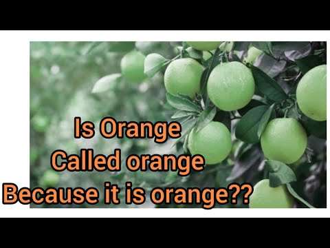 What is the original color of fruit orange? | Factsfriday |Which was discovered 1st color or fruit?