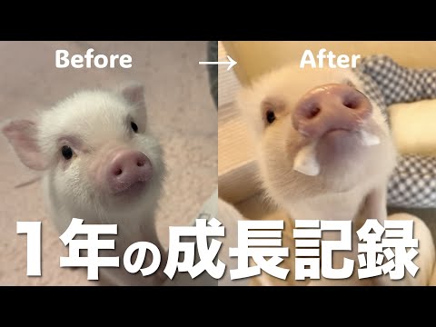 [Growth record] How big does a micro pig get in about a year?