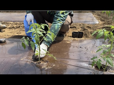  4月末にトマトを植えることはできますか？それらをうまく植えるにはどうすればよいでしょうか？簡単なビデオガイド  庭園