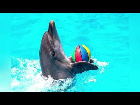 SCP-3932 the dolphin manifesto