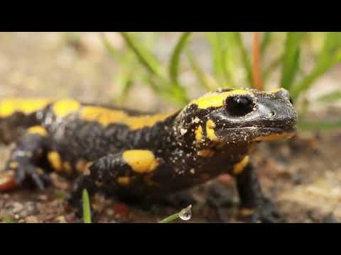 Salamanders breathe through their skin #fact #salamander #newt