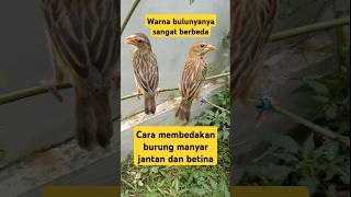 Download lagu cara melihat burung manyar jantan dan betina yang masih muda #videoshort #birds #burungmanyar mp3 Download lagu cara melihat burung manyar jantan dan betina yang masih muda #videoshort #birds #burungmanyar mp3