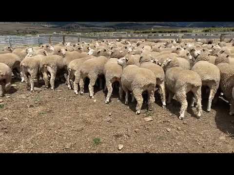 100 CORRIEDALE EWES