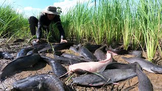 Wise Water Wonders: An Amazing Fishing Experience Catching Lots of Fish in Shallow Waters by Hand!