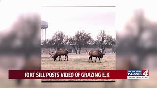 Fort Sill posts video of grazing elk