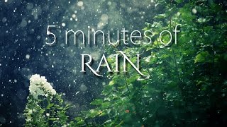 5 Minutes of Rain