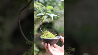 3月中旬、モミジと寄せ植えになったカシの木の小皿ミニ盆栽 ドングリから育てた #bonsai #盆栽 #bonsaitree