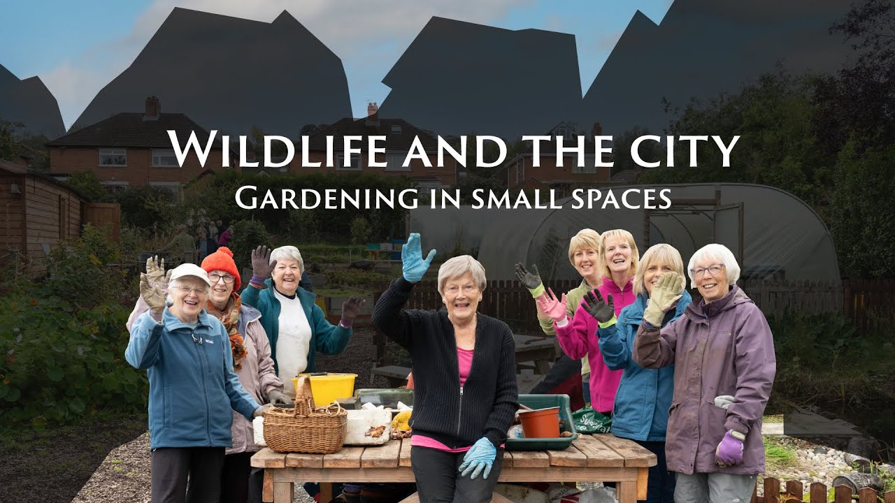 Wildlife and the city: gardening in small spaces